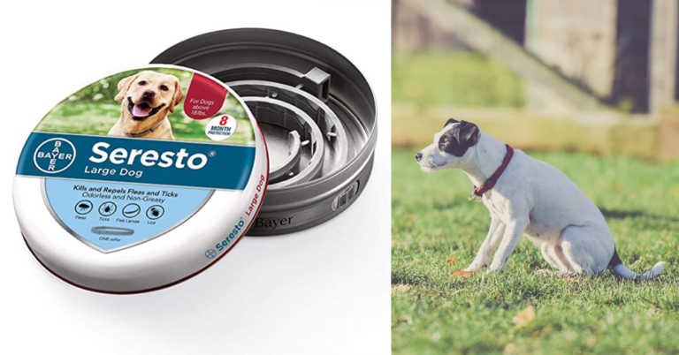 1,700 Pet Deaths Have Been Linked To This Popular Flea Collar