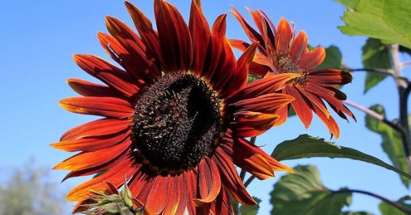 Plant Chocolate Cherry Sunflowers For A Decadent Garden This Year