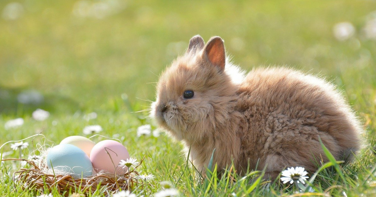 Where Did The Easter Bunny Come From? 12 Tomatoes
