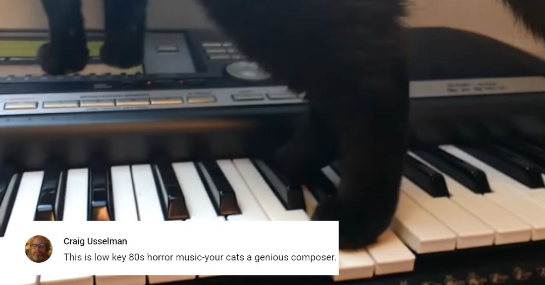 landscape 1 - Black Cat Walks On A Keyboard And Accidentally Plays ‘Horror Movie’ Music