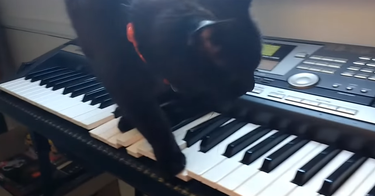 Screenshot 3331 - Black Cat Walks On A Keyboard And Accidentally Plays ‘Horror Movie’ Music