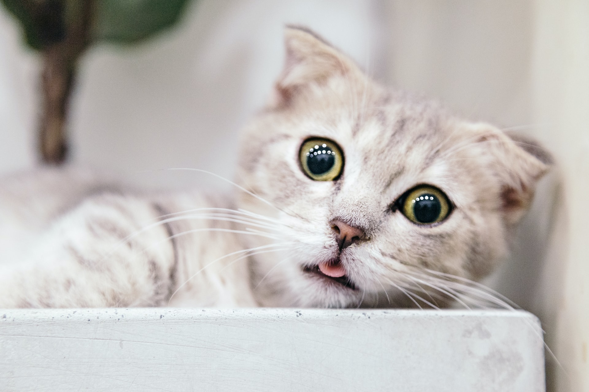 tran mau tri tam FbhNdD1ow2g unsplash - Study Finds That Cats Are Influenced By Their Owner’s Personality