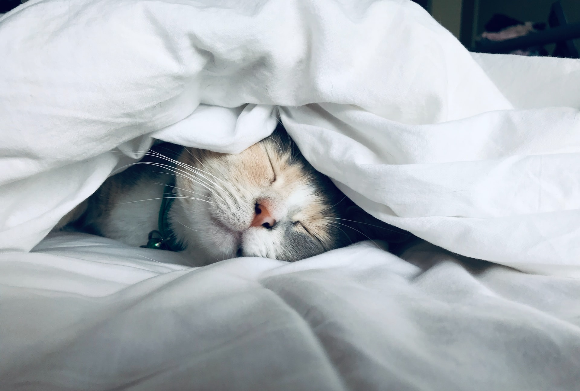 kate stone matheson uy5t CJuIK4 unsplash - Study Finds That Cats Are Influenced By Their Owner’s Personality