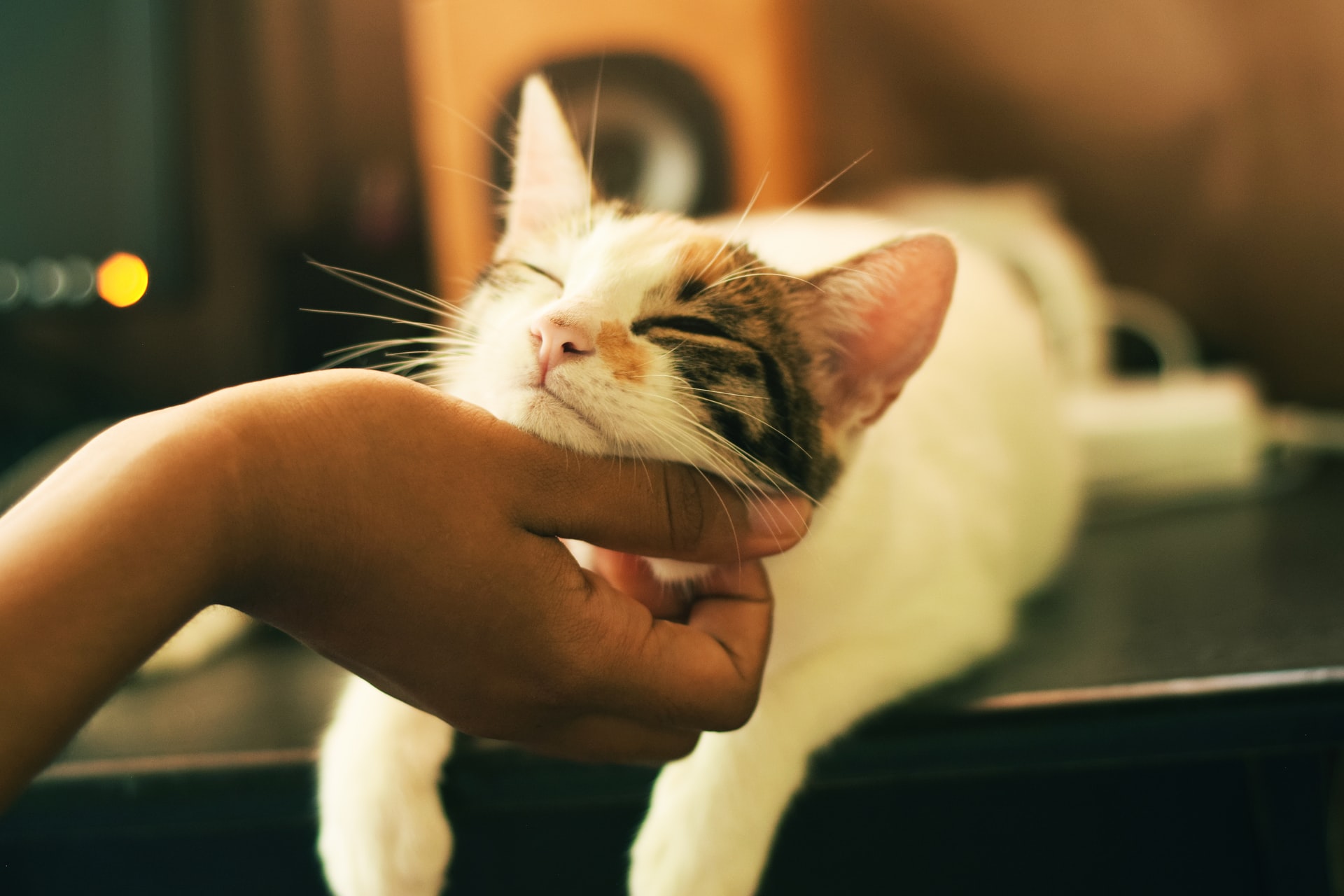 yerlin matu GtwiBmtJvaU unsplash - Study Finds That Cats Are Influenced By Their Owner’s Personality