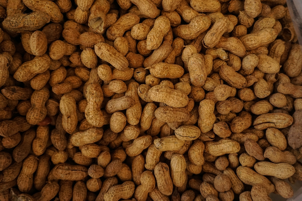 peanuts in shells