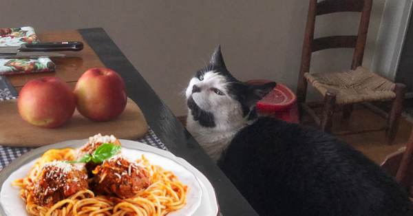 Fancy Feast Created A Cookbook For Humans Inspired By Their Pet Food