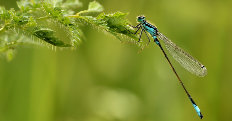 What To Plant In Your Yard To Attract Dragonflies And Eliminate Mosquitoes