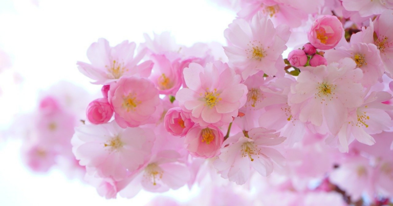Where To Buy Ready-To-Plant Cherry Blossom Trees