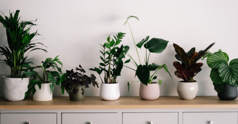 Why You Should Put A Coffee Filter In Your House Plants