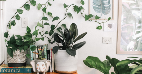 Hidden Benefits Of Having House Plants