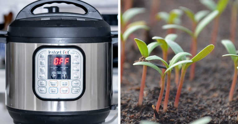 How to Germinate Seeds With an Instant Pot
