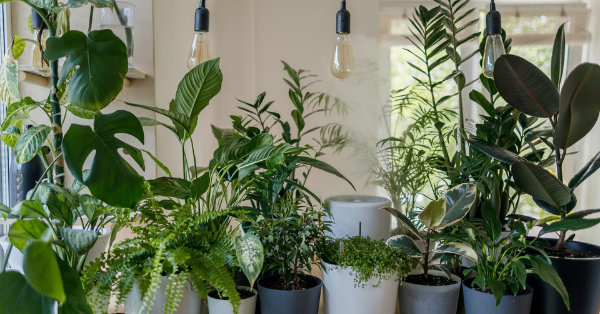 Why You Should Water Your Plants With Leftover Cooking Liquids