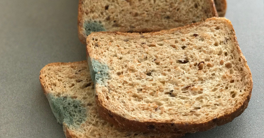 Mold on Bread: Here is What You Need to Know - Clean Water Partners