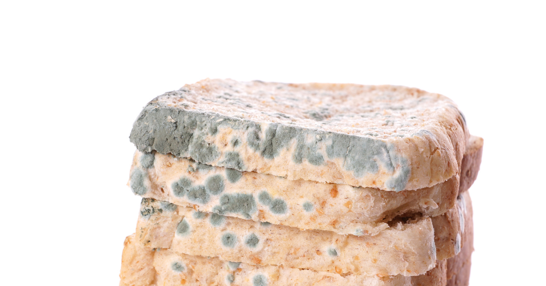 Experts Warn It's Dangerous To Eat The 'Clean' Part Of Moldy Bread