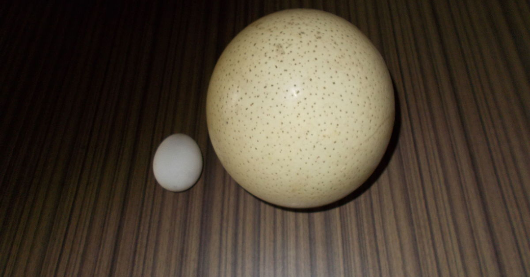 Frying an OSTRICH egg : r/pics