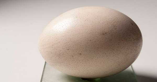 TikTok Is Undecided Over This Pan Fried Ostrich Egg
