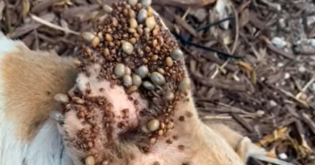 landscape 2021 05 07T144058.857 - Abandoned Pregnant Dog Covered In Ticks Makes An Incredible Transformation