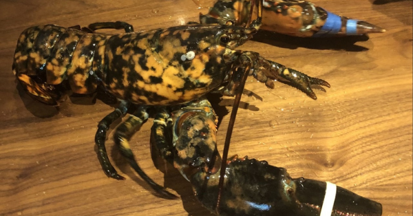 A Virginia Red Lobster Found A Rare Calico Lobster In Its Tank