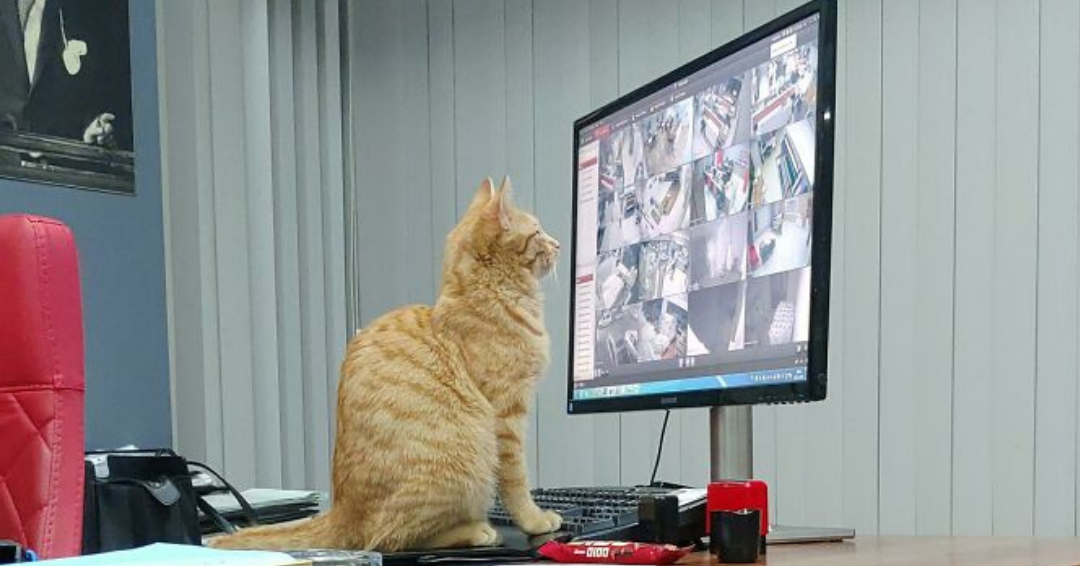 landscape 2021 05 10T201708.582 - There’s A Subreddit That’s Dedicated To Cats ‘With Jobs’