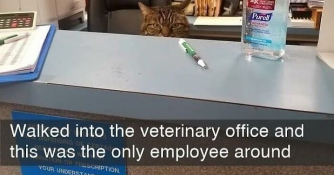 landscape 2021 05 10T202135.695 - There’s A Subreddit That’s Dedicated To Cats ‘With Jobs’