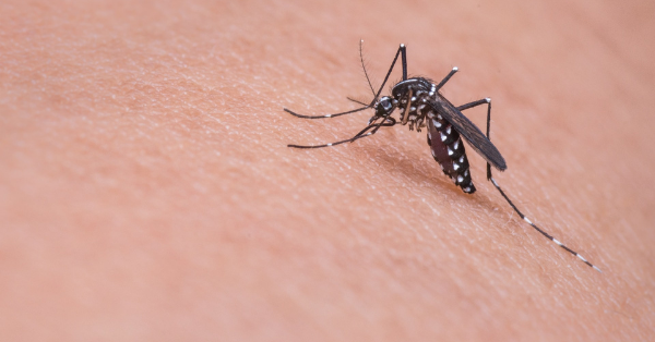 How To Make A DIY Mosquito Trap That Works