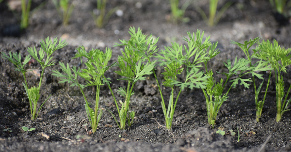Gardener’s Clever Hack Makes Planting Seeds Incredibly Easy