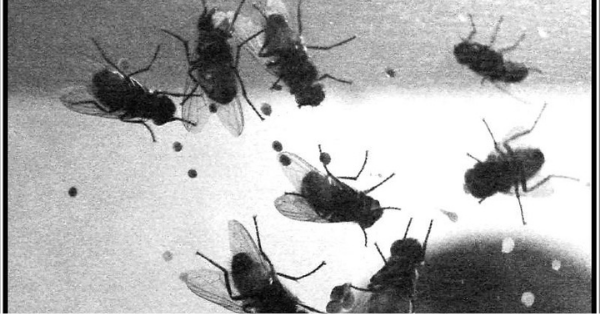 How To Keep Flies Away Over The Summer