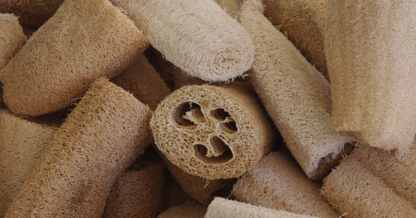 How To Grow Loofah Sponges