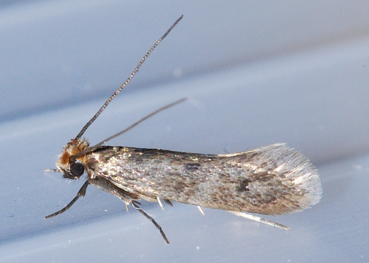 Tineola bisselliella moth