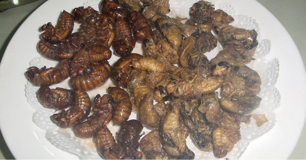If You Are Allergic To Seafood Don’t Plan On Eating Any Cicadas, FDA Warns