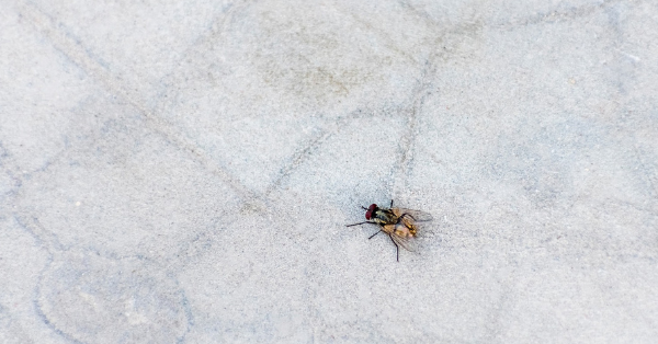 How To Make DIY Fly Spray That Works