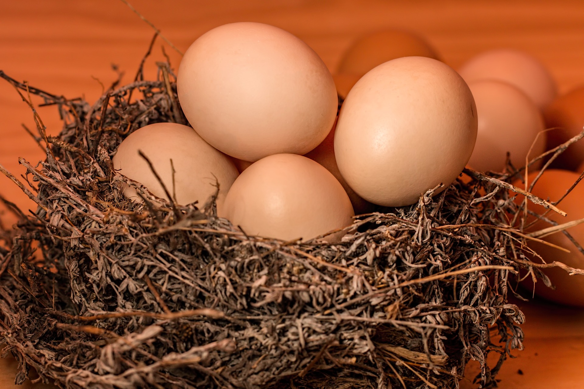 Eggs in Nest