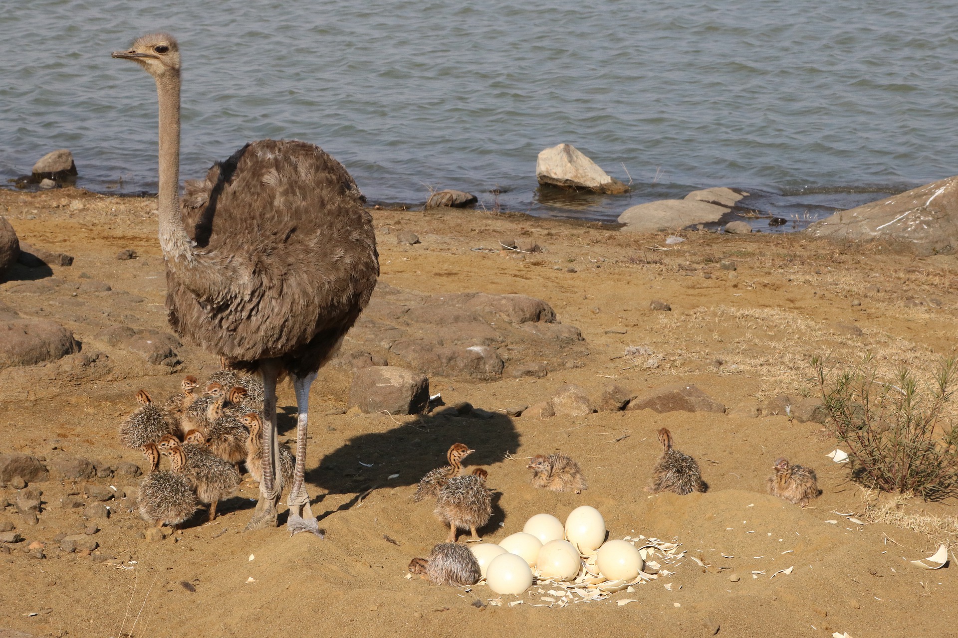 Ostrich with Eggs