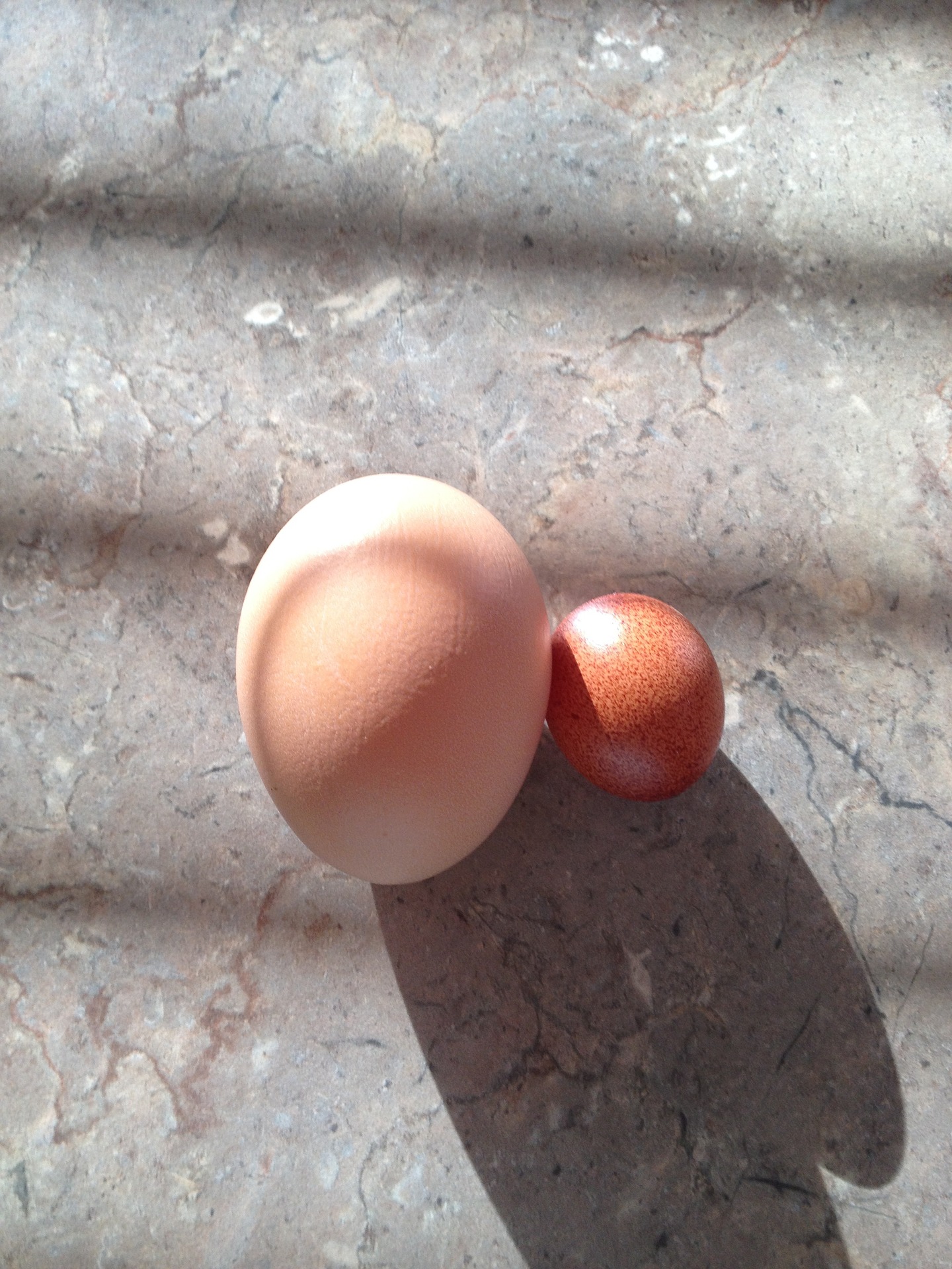 different sized eggs