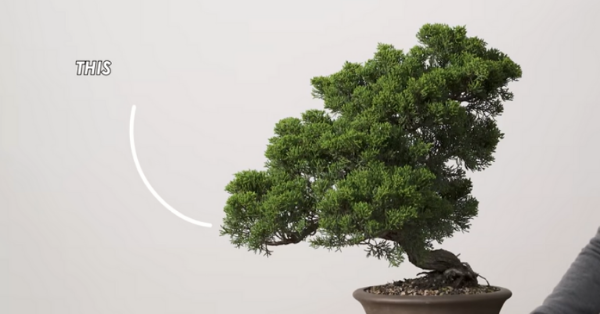 Neglected Bonsais Trees Pruned And Restored Over The Course Of A Year