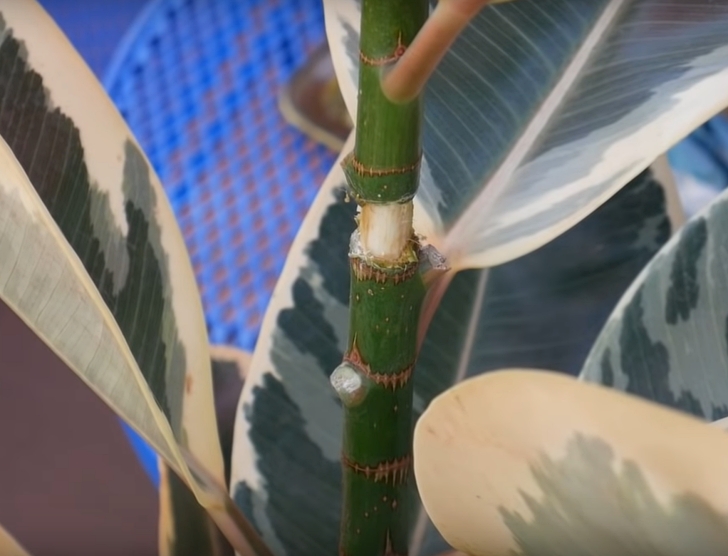 cut trunk for air layering rubber plant