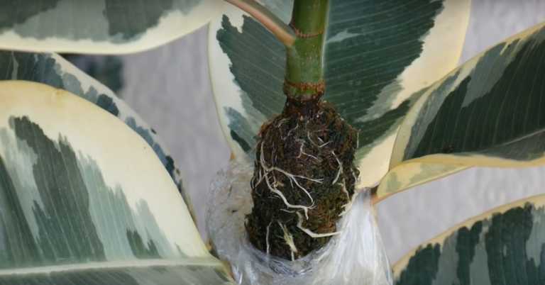 How to Air Layer Your Houseplants