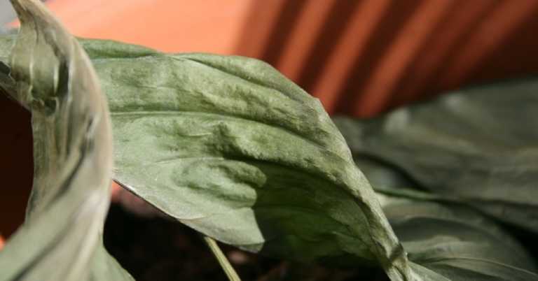 Telltale Signs Your Houseplants Are Having Issues