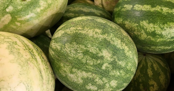 Will A Watermelon Explode If It Gets Too Hot?