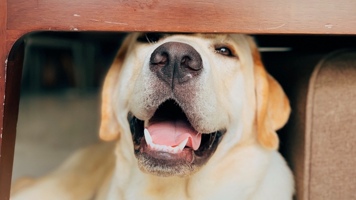 blonde lab under a table