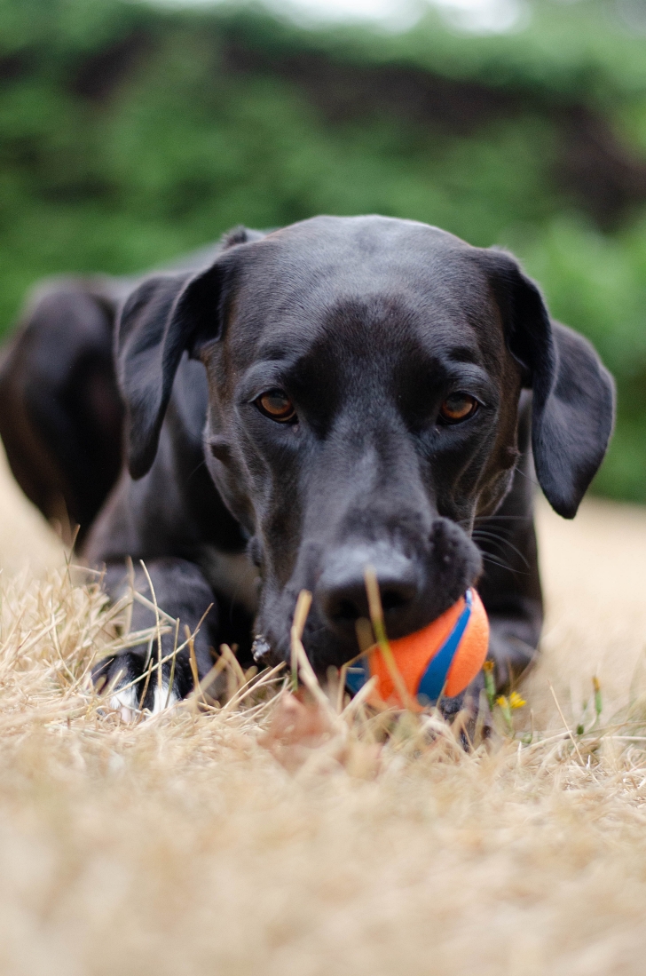 black lab with a chew toy