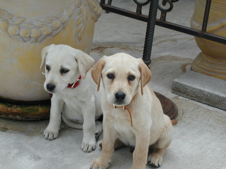 yellow lab puppies