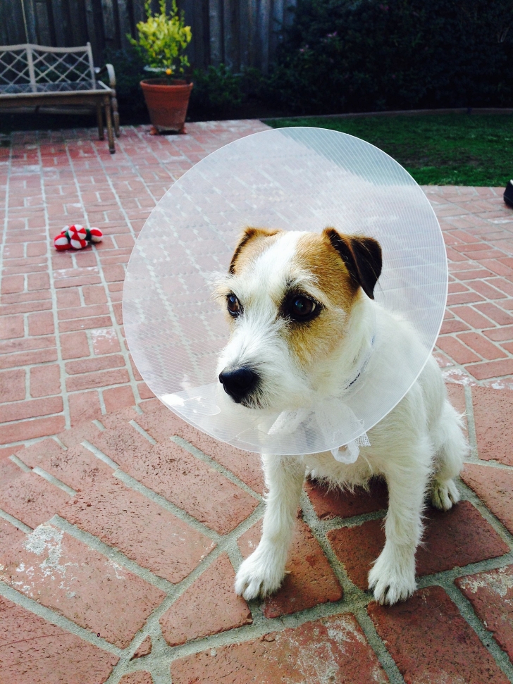 little dog in cone of shame