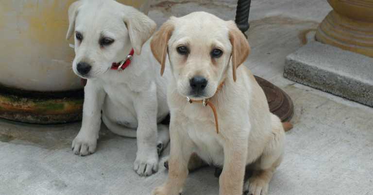 We’ve Been Calculating Dog Years All Wrong
