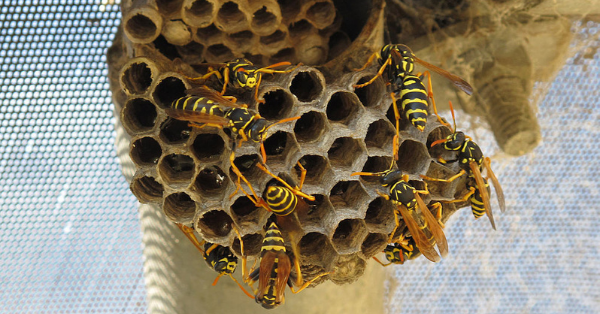 How To Keep Wasps Away Over Summer