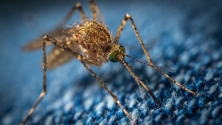 mosquito close-up on dark clothing