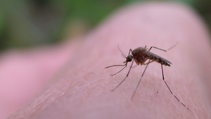 mosquito on skin