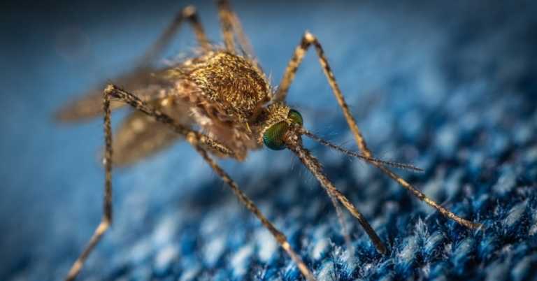 Why Mosquitos Seek Some People Out Yet Leave Others Alone