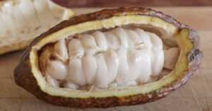 inside of a cocoa pod