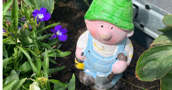 Garden Gnome Was Held For Ransom And The Culprits Demanding Cheesecakes In Exchange